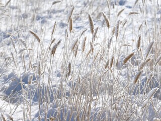 Fototapeta premium Grass on the prairie covered with snow, Colorado
