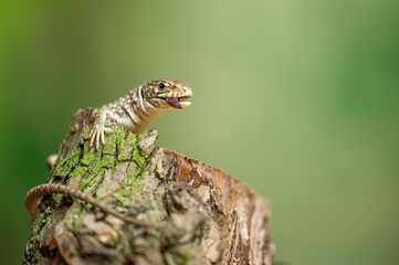Ocellated lizard eating bug on Tree Stump in Natural Habitat Close-Up