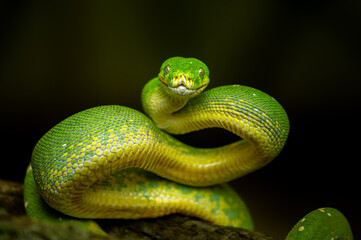 Close-Up of a Coiled Green Snake on a Dark Background