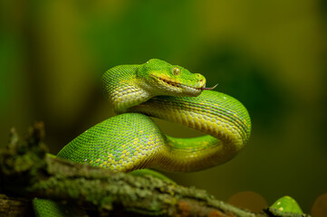 Green Tree Python Coiled on Branch with green blurred background. Dangerous snake in his natural habitat.