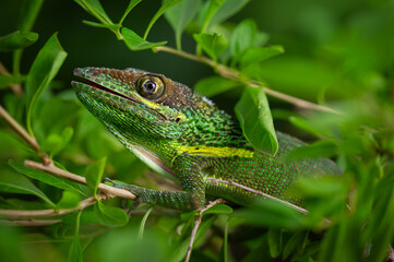 Close-Up of Green Lizard Among Vibrant Leaves