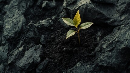 Resilience of Nature: Tiny Sprout Amidst Dark Rocks