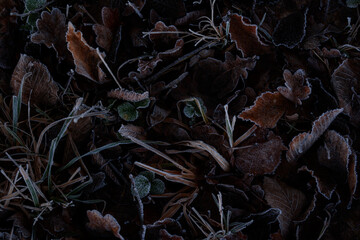 Abgefallene Blätter und mit Frost Bedeckte Gräser