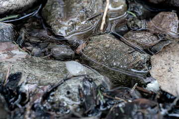 A stream running through a frozen coniferous forest, a world of ice and snow, Norway, Macro