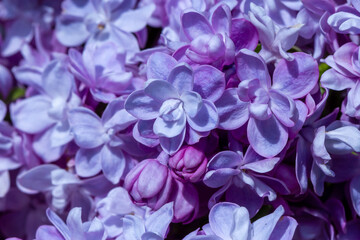 The photo features a close-up of lilac flowers, showcasing their vibrant violet or lilac hues.