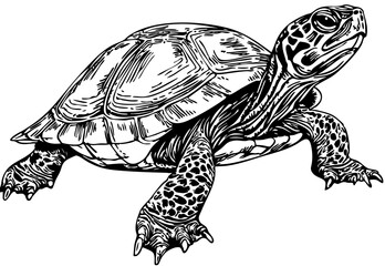 Fototapeta premium Elegant Hand-Drawn Sketch, A Vintage-Style Illustration of Turtle Showcasing Bold Lines and Organic Details
