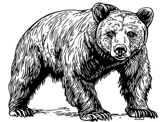 Elegant Line Art Sketch, Vintage Illustration of Brown Bear, Isolated on Transparent Background, Vector Format