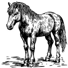 High-Quality Line Drawing Illustration, Horse Hand-Drawn Sketch, Transparent Background, Vector Design