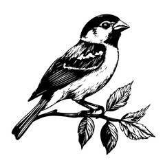  Intricate Hand-Drawn Illustration, Monochrome Sketch of Sparrow Bird, No Background, Editable Vector