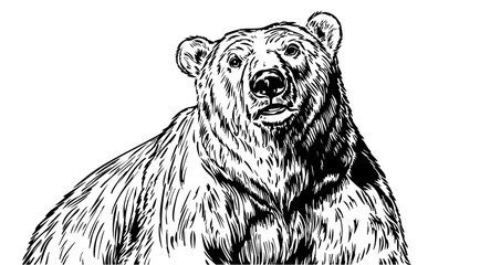 Artistic Monochrome Sketch Illustration, Polar Bear Detailed Drawing, Isolated with No Background, Vector Graphic