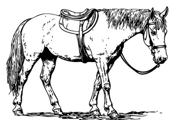 Detailed Hand-Drawn Sketch Illustration, Horse in Monochrome Art, Transparent Background, Vector File 