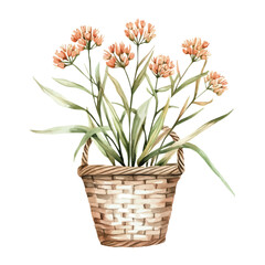 A watercolor painting of a milkweed bouquet in a basket, isolated on a white background. Bouquet vector.
