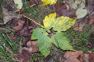 Ahornblatt im Herbst