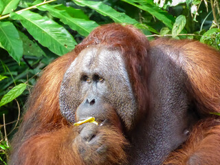 Close up view of Bornean Orangutan (Pongo pygmaeus) alpha male eats banana at Semenggoh Nature Reserve, Sarawak, Malaysia, Malaysian Borneo. Monkey rehabilitation in Kuching. Wildlife natural habitat