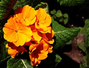 Flowers growing in the garden. Greeting card. Place for insertion. Close-up. Colorful shot