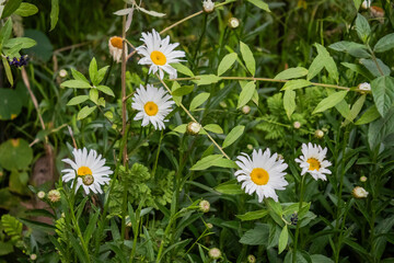 Beautiful White Flowers with Yellow Center in Natural Environment