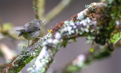 Slaty flowerpiercer perched in a tree.