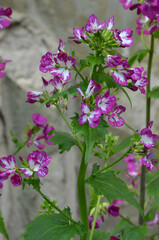 Magenta -white flowering lunaria annua botanical plant. Gardening concept.