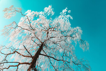 Baum mit Raureif im Winter gegen den Himmel, himmelwärts, frostiger Baum