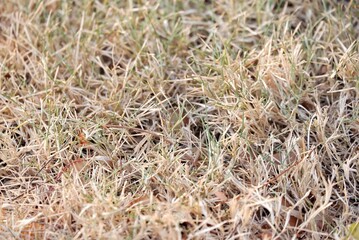 In selective focus dried grass on the ground for background backdrop 