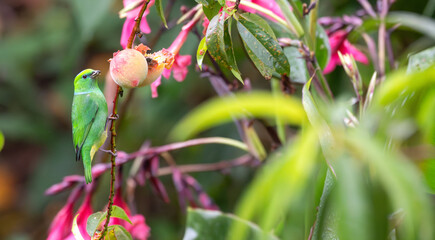 Blue-crowned chlorophonia perched in a peach tree.