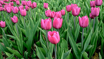 A flowerbed with beautiful pink tulips on green stems. Flower exhibition on the Singing Field in Kiev. Ukraine. Kiev, 28. 04.2013