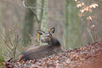 Jeleń szlachetny, deer, (Cervus elaphus) © Bartosz Rakoczy