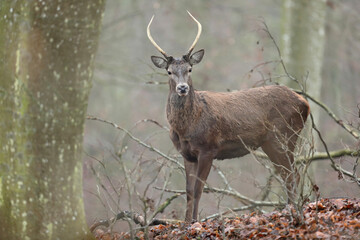 Jeleń szlachetny, deer, (Cervus elaphus)
