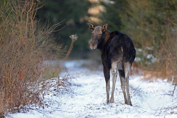 Łoś (Alces alces) moose