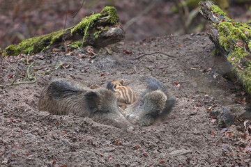 Dzik euroazjatycki, dzik, (Sus scrofa) © Bartosz Rakoczy