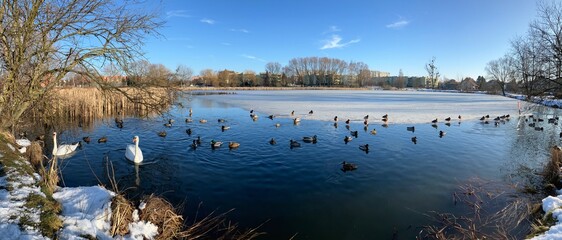 Panoramic view of a frozen lake with ducks and swans in it