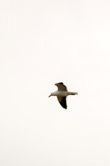 The Dominican Gull or Kelp Gull flying in the sky