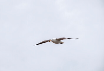 The Dominican Gull or Kelp Gull flying in the sky