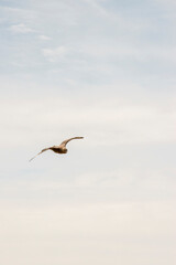 Great skua flying in the sky of Patagonia
