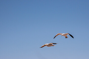 The Dominican Gull or Kelp Gull flying in the sky