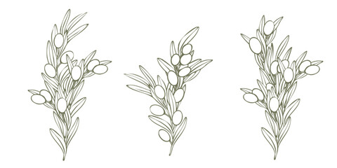 Vector olive tree branch with leaves and olives fruit. Hand drawn outline floral illustration, contours without color fill for logo, package design, greetings, wallpapers, print, fabric