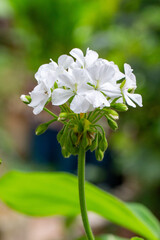 Gerânio. Geranium. Flor	