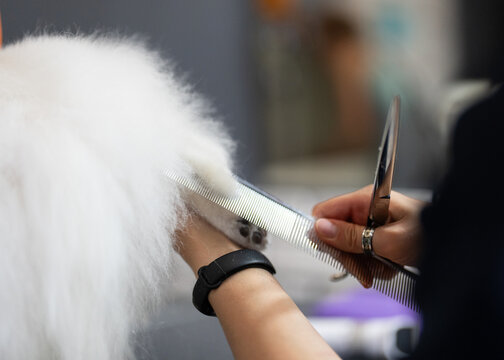 Dog groomer in a grooming salon. Female groomer dring sute dog hair in salon.