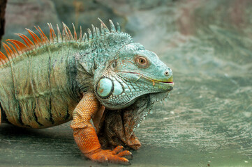 A detailed close-up portrait of a green iguana showcasing its distinctive features. The image...