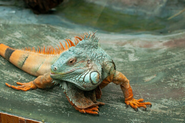 A detailed close-up portrait of a green iguana showcasing its distinctive features. The image highlights the iguana's textured skin, spiky crest along its back, and expressive eyes