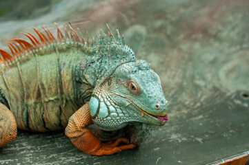 A detailed close-up portrait of a green iguana showcasing its distinctive features. The image highlights the iguana's textured skin, spiky crest along its back, and expressive eyes