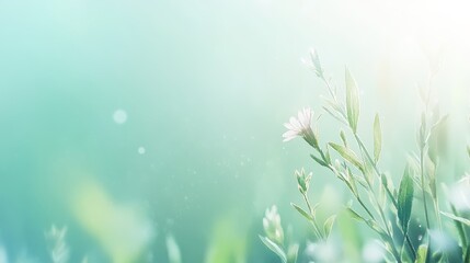 Gentle Bokeh Soft Blue, Green Watercolor Gradient Background with Daisies and Copy Space