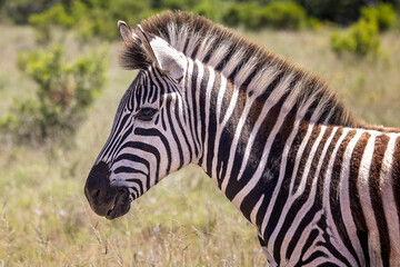 Close up of head of a Plains Zebra in the bush at Addo National Park, South Africa