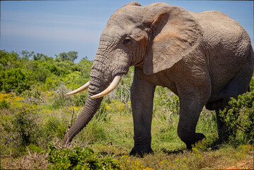 Close up of a large African  Bull Elephant running through the bush at Addo National Park, South Africa on 10 December 2024