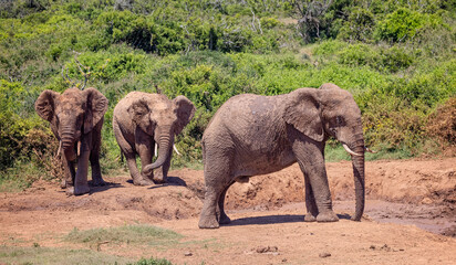 Fototapeta premium Trio of large muddy African Elephants near waterhole in the bush at Addo National Park, South Africa on 10 December 2024