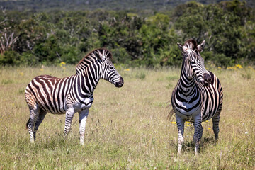 An adult and a young Plains Zebra standing in a clearing in the African bush in Addo National Park, South Africa