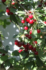 Obraz premium red berries on a tree