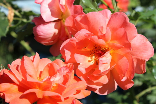 pink tulips in garden