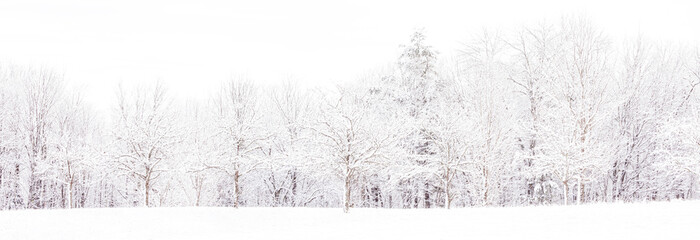 Line of bare trees in snow  in late autumn