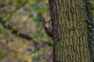 view of a red squirrel on a park